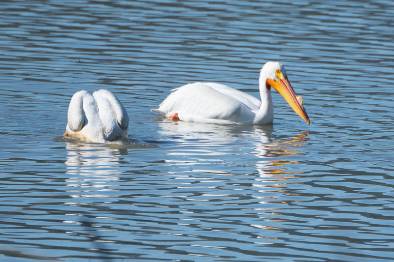 Witte Pelikaan